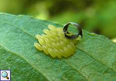 Eigelege eines Breiten Weidenblattkäfers (Willow Leaf Beetle, Plagiodera versicolora)