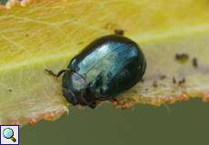 Breiter Weidenblattkäfer (Willow Leaf Beetle, Plagiodera versicolora)