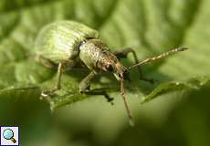 Brennnessel-Grünrüssler (Leaf Beetle, Phyllobius pomaceus)
