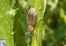 Echter Streckrüssler (Beet Leaf Weevil, Tanymecus palliatus)