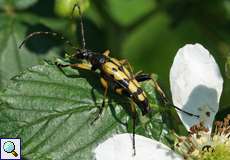 Gefleckter Schmalbock (Longhorn Beetle, Rutpela maculata)
