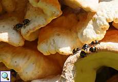 Gelbbindige Schwarzkäfer (Diaperis boleti) auf einem Schwefelporling (Laetiporus sulphureus)