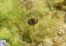 Gelbbrauner Zwergschwimmer (Diving Beetle, Hydroglyphus pusillus)