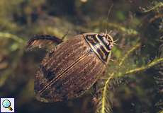 Weiblicher Gemeiner Furchenschwimmer (Lesser Diving Beetle, Acilius sulcatus)