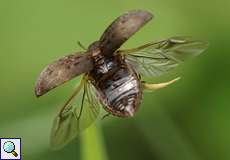 Gemeiner Pillenkäfer (Pill Beetle, Byrrhus pilula)