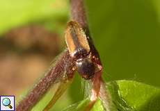 Gestreifter Forstschnellkäfer (Click Beetle, Dalopius marginatus)
