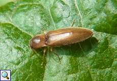 Gestreifter Forstschnellkäfer (Click Beetle, Dalopius marginatus), nicht voll ausgefärbtes Individuum