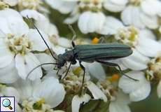 Graugrüner Schenkelkäfer (Thick Legged Flower Beetle, Oedemera virescens)