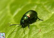 Männlicher Grüner Sauerampferkäfer (Green Dock Leaf Beetle, Gastrophysa viridula)