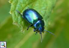 Himmelblauer Blattkäfer (Blue Mint Beetle, Chrysolina coerulans)