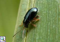Iriserdfloh (Leaf Beetle, Aphthona nonstriata)