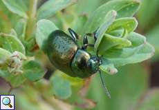 Johanniskraut-Blattkäfer (Leaf Beetle, Chrysolina hyperici)