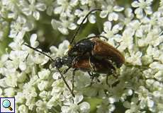 Zwei Kleine Halsböcke bei der Paarung (Fairy-ring Longhorn Beetle, Pseudovadonia livida)