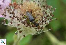 Mattschwarzer Blütenbock (Longhorn Beetle, Grammoptera ruficornis)