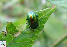 Prächtiger Blattkäfer (Dead-nettle Leaf beetle, Chrysolina fastuosa)