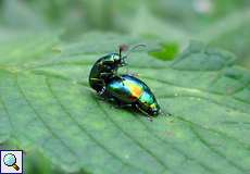 Prächtige Blattkäfer (Dead-nettle Leaf beetle, Chrysolina fastuosa) bei der Paarung
