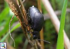 Weiblicher Rainfarn-Blattkäfer (Leaf Beetle, Galeruca tanaceti)