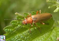 Roter Fliegenkäfer (Soldier Beetle, Cantharis rufa)