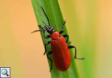 Scharlachroter Feuerkäfer (Cardinal Beetle, Pyrochroa coccinea)