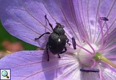 Schwertlilienrüssler (Iris Seed Weevil, Mononychus punctumalbum)