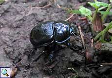 Waldmistkäfer (Dor Beetle, Anoplotrupes stercorosus)