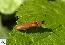 Zahnhalsiger Schnellkäfer (Click Beetle, Denticollis linearis)