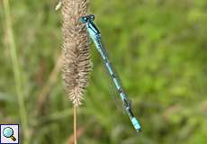 Männliche Gemeine Becherjungfer (Common Blue Damselfly, Enallagma cyathigerum)
