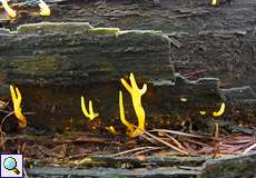 Gegabelter Nadelholz-Hörnling (Calocera furcata)