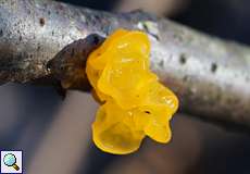 Goldgelber Zitterling (Yellow Brain Fungus, Tremella mesenterica)