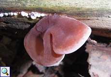 Judasohr (Jew's Ear Fungus, Hirneola auricula-judae)