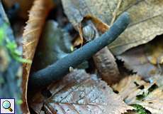 Langstielige Ahorn-Holzkeule (Dead Moll's Fingers, Xylaria longipes)