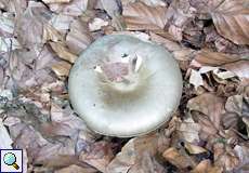 Nebelgrauer Trichterling (Clouded Funnel Cap, Clitocybe nebularis)