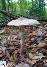 Parasol (Parasol Mushroom, Macrolepiota procera)