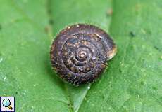 Gemeine Haarschnecke (Hairy Snail, Trochulus hispidus)