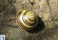 Hain-Bänderschnecke (Brown-lipped Snail, Cepaea nemoralis)