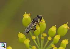 Gemeine Keulenschwebfliege (Thick-legged Hoverfly, Syritta pipiens)