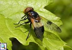 Gemeine Waldschwebfliege (Pellucid Hoverfly, Volucella pellucens)