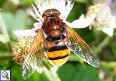 Hornissenschwebfliege (Hornet Mimic Hoverfly, Volucella zonaria)