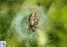 Weibliche Eichenblatt-Radspinne (Oak Spider, Aculepeira ceropegia)