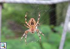 Weibliche Gartenkreuzspinne (European Garden Spider, Araneus diadematus)