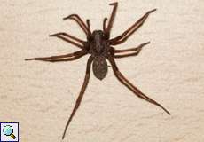 Weibliche Hauswinkelspinne (Giant House Spider, Tegenaria atrica)