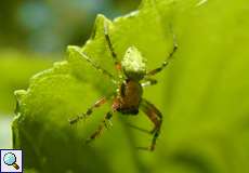 Männliche Kürbisspinne (Cucumber Green Spider, Araniella sp.)