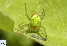 Weibliche Kürbisspinne (Cucumber Green Spider, Araniella sp.)