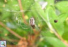 Linyphia triangularis (Money Spider)