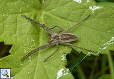 Männliche Listspinne (Nursery Web Spider, Pisaura mirabilis)