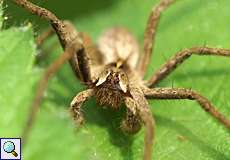 Männliche Listspinne (Nursery Web Spider, Pisaura mirabilis)
