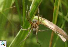 Weibliche Listspinne (Nursery Web Spider, Pisaura mirabilis)