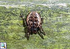 Weibliche Spaltenkreuzspinne (Walnut Orb-weaver Spider, Nuctenea umbratica)
