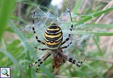 Erwachsene weibliche Wespenspinne (Wasp Spider, Argiope bruennichi)
