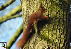 Europäisches Eichhörnchen (Eurasian Red Squirrel, Sciurus vulgaris)